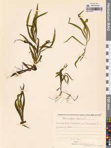 Рдест альпийский Balb., Сибирь, Чукотка и Камчатка (S7) (Россия)