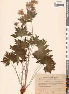 Герань волосистоцветковая DC., Сибирь, Чукотка и Камчатка (S7) (Россия)