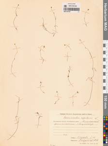 Лютик распростертый, Лютик стелющийся L., Сибирь, Чукотка и Камчатка (S7) (Россия)