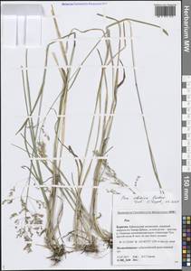 Мятлик сибирский Roshev., Сибирь, Прибайкалье и Забайкалье (S4) (Россия)