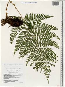 Dryopteris dilatata subsp. dilatata, Кавказ, Краснодарский край и Адыгея (K1a) (Россия)