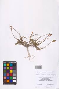 Смолевка меловая Fisch., Восточная Европа, Северо-Украинский район (E11) (Украина)