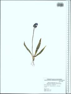 Мышиный гиацинт незамеченный Guss. ex Ten., Восточная Европа, Центральный район (E4) (Россия)