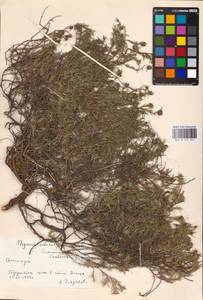 MHA 0 157 357, Тимьян Палласа, Чабрец Палласа Heinr.Braun, Восточная Европа, Нижневолжский район (E9) (Россия)