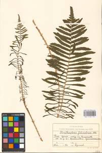 Страусник обыкновенный (L.) Tod., Восточная Европа, Московская область и Москва (E4a) (Россия)