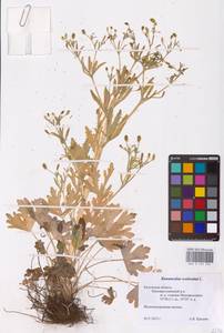 Лютик ядовитый L., Восточная Европа, Центральный район (E4) (Россия)