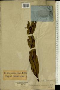 Leucospermum praemorsum H.Buek ex Meissn., Африка (AFR) (ЮАР)