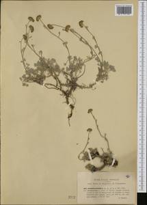 Artemisia glacialis L., Западная Европа (EUR) (Италия)
