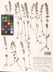 MHA 0 155 966, Змееголовник тимьяноцветковый L., Восточная Европа, Нижневолжский район (E9) (Россия)