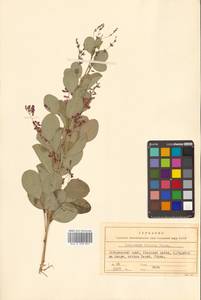 Леспедеца двуцветная Turcz., Сибирь, Дальний Восток (S6) (Россия)