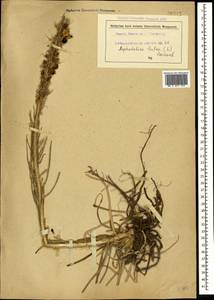 Асфоделина желтая (L.) Rchb., Крым (KRYM) (Россия)