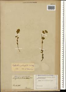 Молочай камнелюбивый C.A.Mey., Кавказ (без точных местонахождений) (K0)