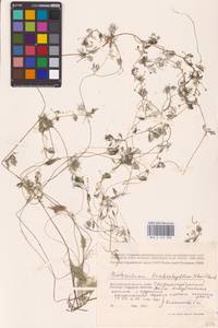 Лютик волосолистный, Шелковник волосолистный Chaix, Восточная Европа, Нижневолжский район (E9) (Россия)