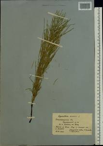 Хвощ полевой L., Восточная Европа, Нижневолжский район (E9) (Россия)