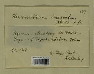 Homomallium incurvatum (Schrad. ex Brid.) Loeske, Гербарий мохообразных, Мхи - Западная Европа (BEu) (Германия)