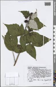 Rubus occidentalis L., Восточная Европа, Волжско-Камский район (E7) (Россия)