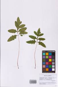 Оноклея чувствительная L., Сибирь, Дальний Восток (S6) (Россия)