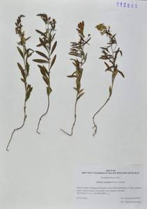 Льнянка остролопастная Fisch. ex Rchb., Сибирь, Дальний Восток (S6) (Россия)