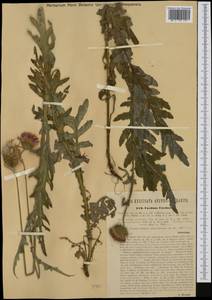 Carduus carduelis (L.) Gren., Западная Европа (EUR) (Австрия)