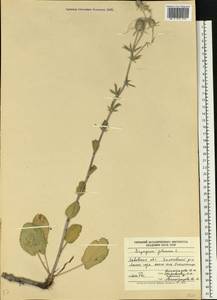 Синеголовник плосколистный L., Восточная Европа, Западно-Украинский район (E13) (Украина)