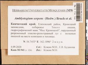 Amblystegium serpens (Hedw.) Schimp., Гербарий мохообразных, Мхи - Чукотка и Камчатка (B21) (Россия)
