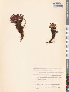 Мытник лисохвостый Steven ex Spreng., Сибирь, Чукотка и Камчатка (S7) (Россия)