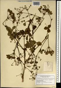 Четырехленточник водосборолистный (C. B. Clarke) Manden., Зарубежная Азия (ASIA) (Индия)