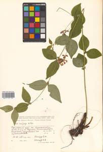 Горошек однопарный A.Braun, Сибирь, Дальний Восток (S6) (Россия)