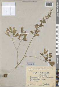 Хохлатка плотная (L.) Clairv., Восточная Европа, Центральный лесостепной район (E6) (Россия)