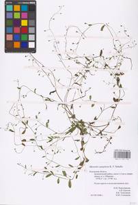 MHA 0 153 118, Myosotis laxa subsp. laxa, Восточная Европа, Центральный район (E4) (Россия)