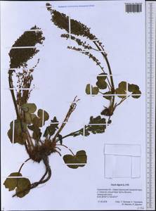 Кисличник двустолбиковый (L.) Hill, Сибирь, Дальний Восток (S6) (Россия)