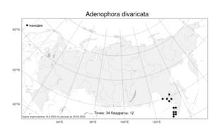 Adenophora divaricata, Бубенчик растопыренный Franch. & Sav., Атлас флоры России (FLORUS) (Россия)
