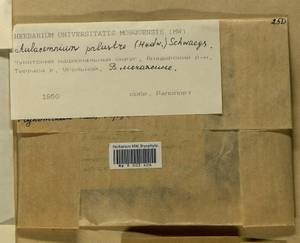 Aulacomnium palustre (Hedw.) Schwägr., Гербарий мохообразных, Мхи - Чукотка и Камчатка (B21) (Россия)