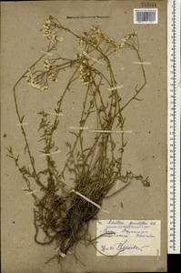 Тысячелистник чихотниколистный (Willd.) Rupr. ex Heimerl, Кавказ, Дагестан (K2) (Россия)