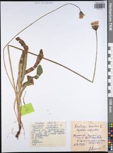 Кульбаба шершаволистная L., Восточная Европа, Центральный район (E4) (Россия)