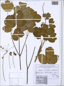 Лазурник трехлопастный (L.) Borkh., Западная Европа (EUR) (Германия)