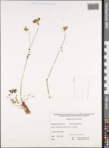 Тилингия аянская Regel & Tiling, Сибирь, Чукотка и Камчатка (S7) (Россия)