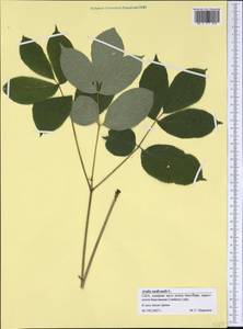 Aralia nudicaulis L., Америка (AMER) (США)