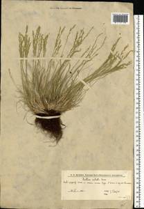 Овсяница валисская, Типчак Schleich. ex Gaudin, Восточная Европа, Нижневолжский район (E9) (Россия)