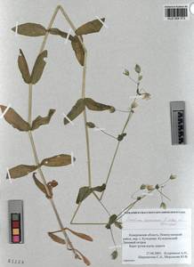 KUZ 004 573, Dichodon davuricum (Fisch. ex Spreng.) Á. Löve & D. Löve, Сибирь, Алтай и Саяны (S2) (Россия)