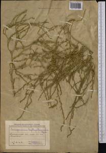 Corispermum heptapotamicum Iljin, Средняя Азия и Казахстан, Муюнкумы, Прибалхашье и Бетпак-Дала (M9) (Казахстан)