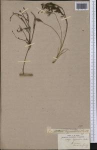 Eschscholzia hypecoides Benth., Америка (AMER) (США)