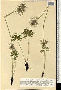 Прострел желтеющий (Zucc.) Zämelis, Монголия (MONG) (Монголия)