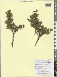 Juniperus communis var. hemisphaerica (C.Presl) Parl., Кавказ, Черноморское побережье (от Новороссийска до Адлера) (K3) (Россия)