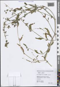 Лебеда раскидистая L., Восточная Европа, Московская область и Москва (E4a) (Россия)