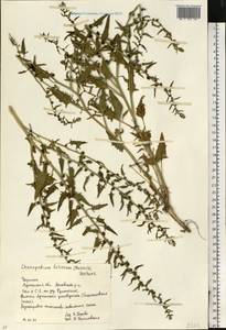 Blitum virgatum subsp. virgatum, Восточная Европа, Северо-Украинский район (E11) (Украина)