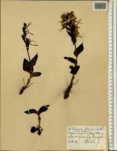Habenaria filicornis Lindl., Африка (AFR) (Эфиопия)