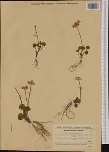 Ranunculus bilobus Bertol., Западная Европа (EUR) (Италия)