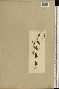 Гречишка вьюнковая (L.) Á. Löve, Восточная Европа (без точных пунктов) (E0) (Неизвестно)