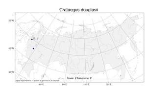 Crataegus douglasii, Боярышник Дугласа Lindl., Атлас флоры России (FLORUS) (Россия)